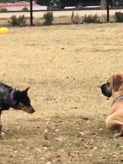 Domain Central Parks - Austin, TX