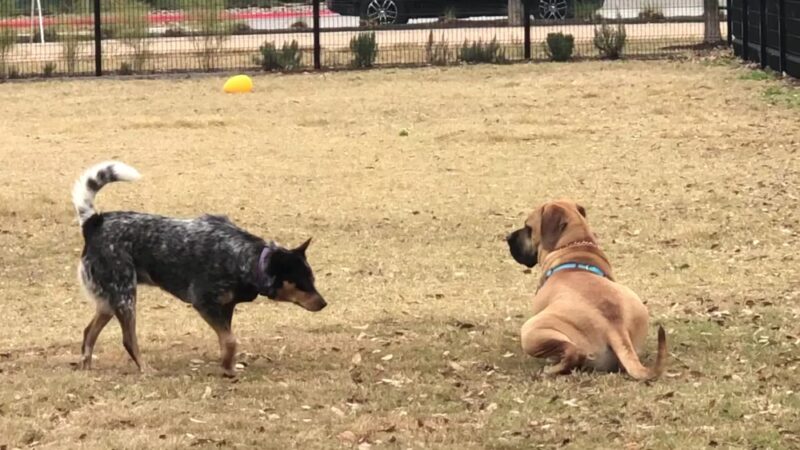 Domain Central Parks - Austin, TX