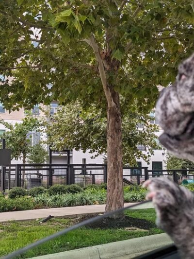 Esperanza Crossing Dog Park - Austin, TX