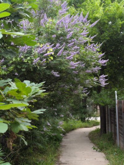 Georgian Acres Neighborhood Park - Austin, TX