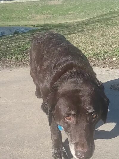 Great Northern Dog Park - Austin, TX