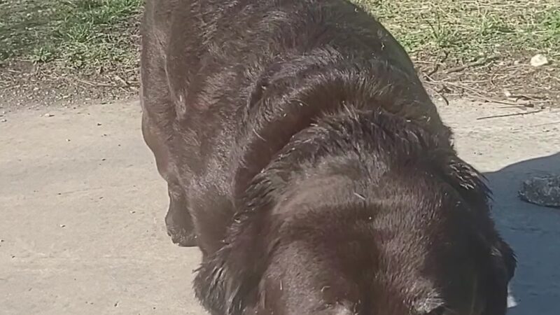 Great Northern Dog Park - Austin, TX