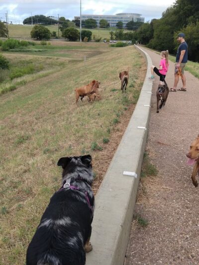 Great Northern Dog Park - Austin, TX