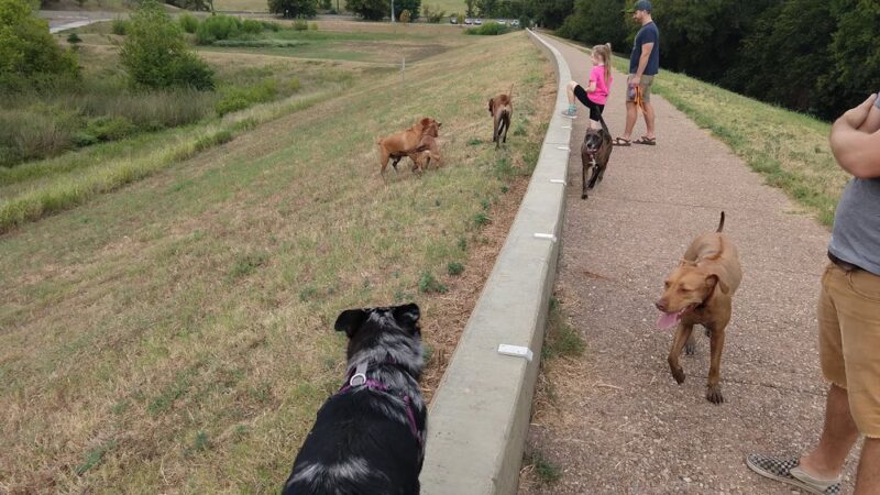 Great Northern Dog Park - Austin, TX