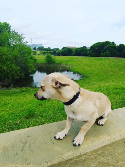 Great Northern Dog Park - Austin, TX