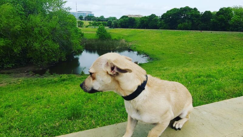Great Northern Dog Park - Austin, TX