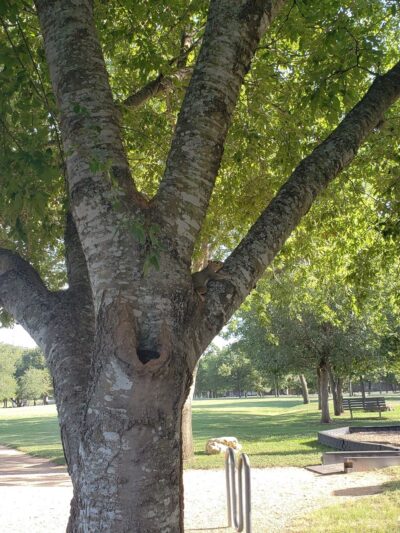 Greenbrier Park - Austin, TX
