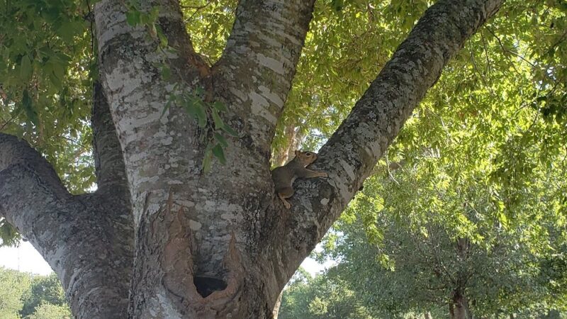 Greenbrier Park - Austin, TX
