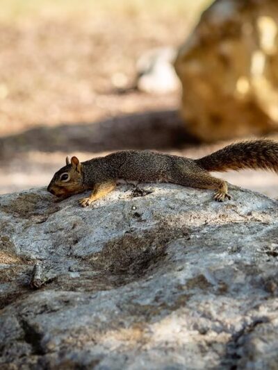 Greenbrier Park - Austin, TX