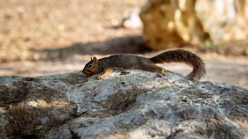 Greenbrier Park - Austin, TX