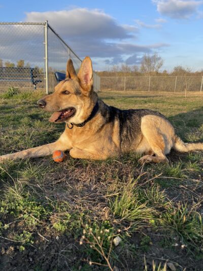 Harris Branch Dog Park - Austin, TX