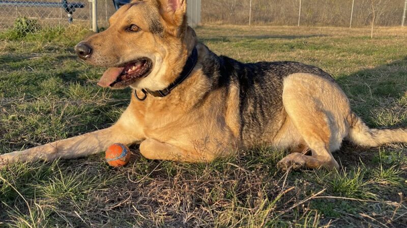 Harris Branch Dog Park - Austin, TX