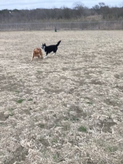Harris Branch Dog Park - Austin, TX