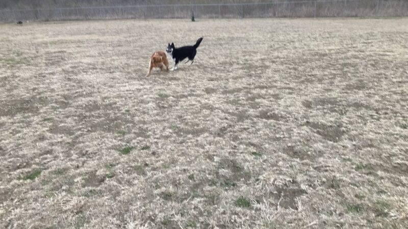 Harris Branch Dog Park - Austin, TX