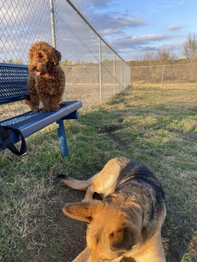 Harris Branch Dog Park - Austin, TX