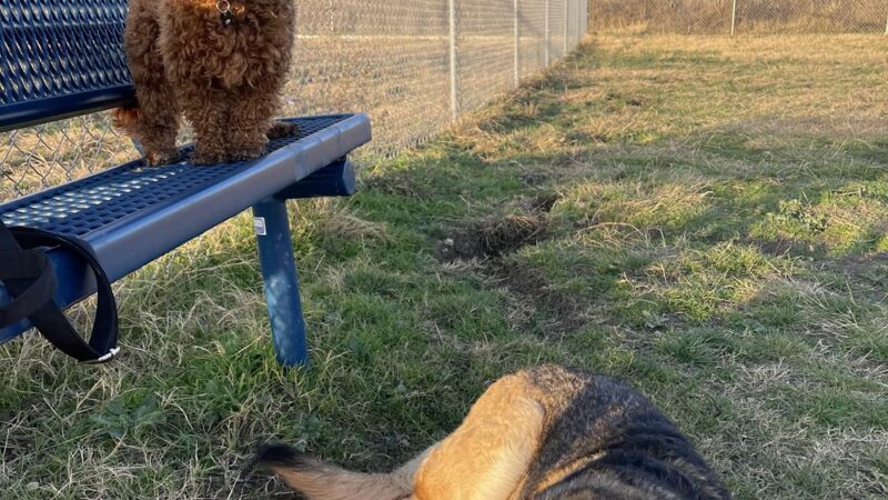 Harris Branch Dog Park - Austin, TX