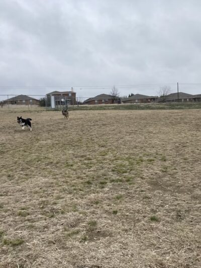 Harris Branch Dog Park - Austin, TX