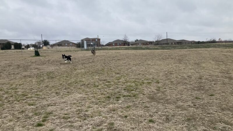 Harris Branch Dog Park - Austin, TX