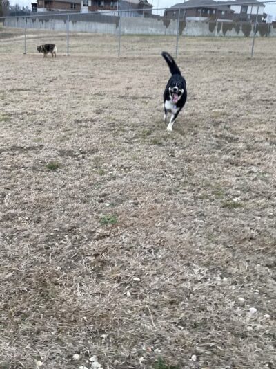 Harris Branch Dog Park - Austin, TX