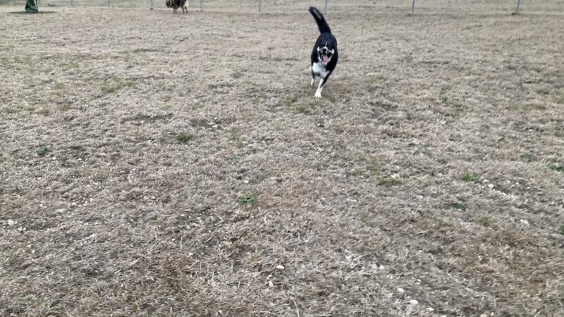 Harris Branch Dog Park - Austin, TX