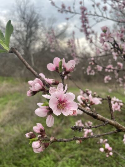 Lake Creek Trailhead Picnic Area - Austin, TX