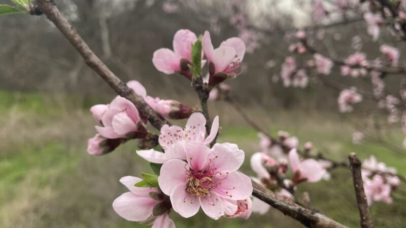 Lake Creek Trailhead Picnic Area - Austin, TX
