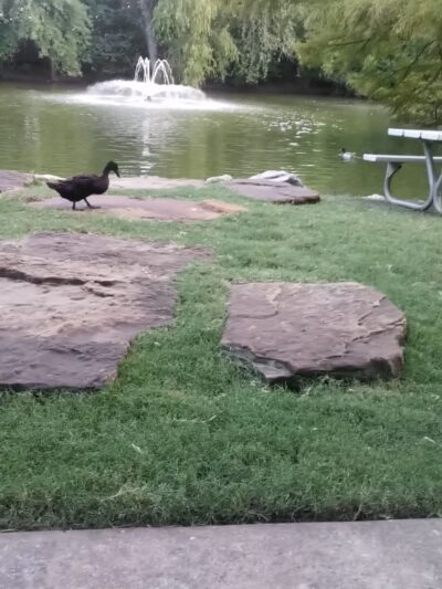 Lindshire Park - Austin, TX