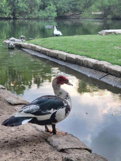 Lindshire Park - Austin, TX