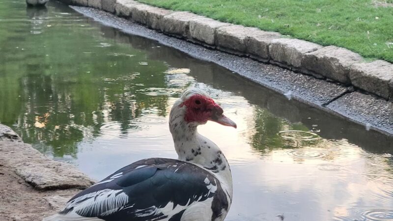 Lindshire Park - Austin, TX