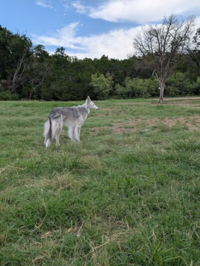 Longview Neighborhood Park - Austin, TX