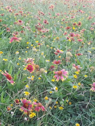 Millrun Park - Austin, TX