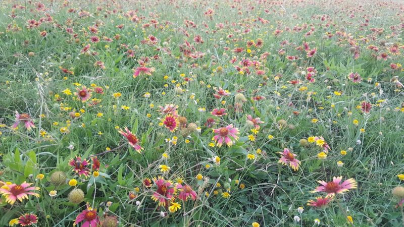 Millrun Park - Austin, TX