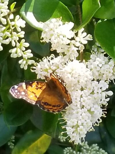 Old Stage Park - Austin, TX