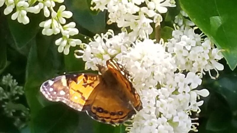 Old Stage Park - Austin, TX