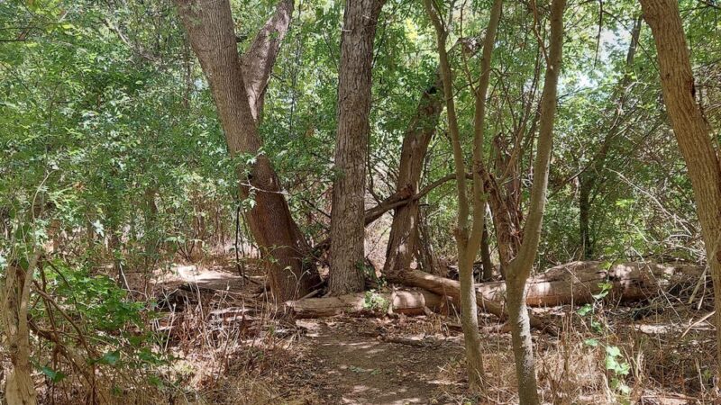 Onion Creek Trailhead - Austin, TX