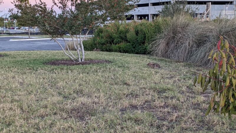 Settler's Ridge Park - Austin, TX
