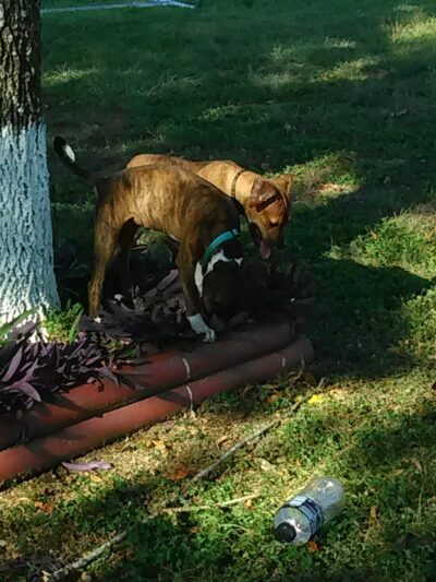 St. Elmo School Park - Austin, TX
