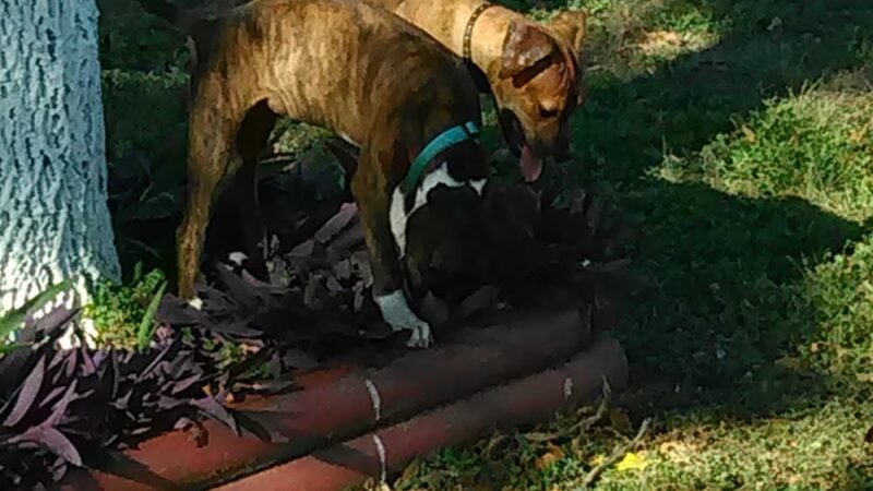 St. Elmo School Park - Austin, TX