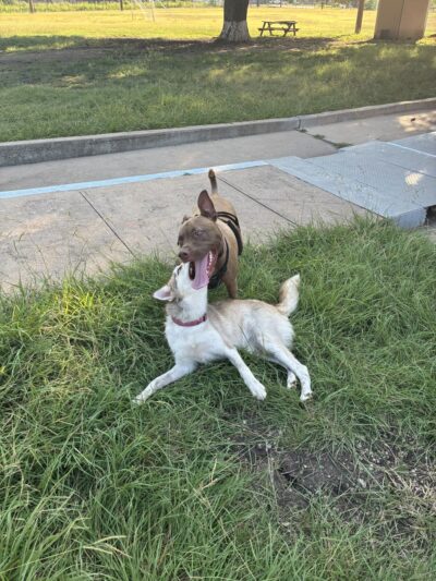 St. Elmo School Park - Austin, TX