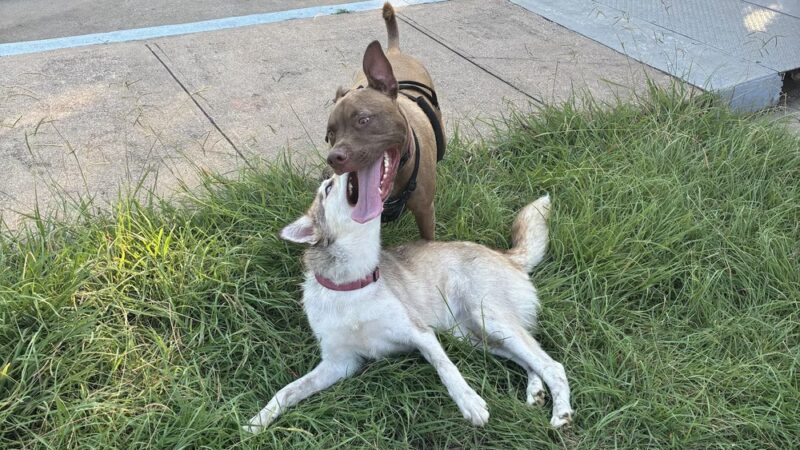St. Elmo School Park - Austin, TX