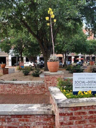 Triangle Commons Pocket Park - Austin, TX