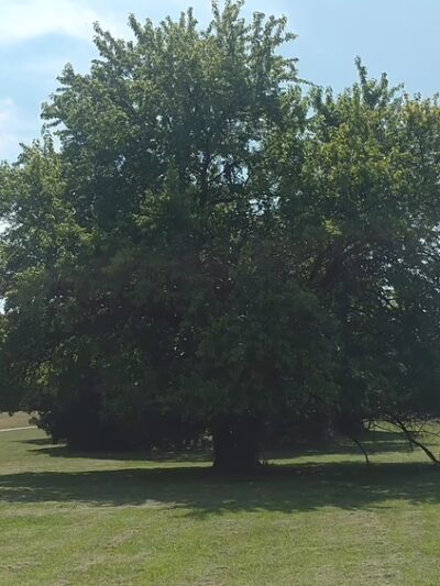 Walnut Creek Metropolitan Park - Austin, TX