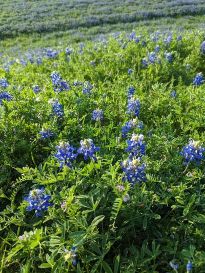 Walnut Creek Metropolitan Park - Austin, TX