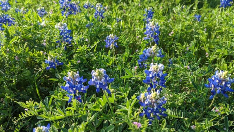 Walnut Creek Metropolitan Park - Austin, TX