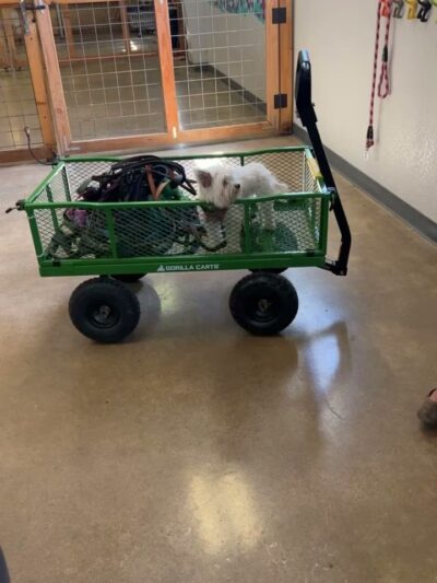 Work and Woof - Austin, TX