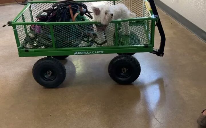 Work and Woof - Austin, TX