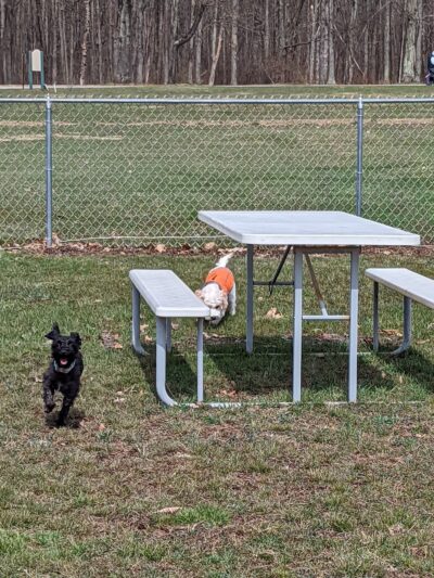 Austintown Bark Park - Austintown, OH