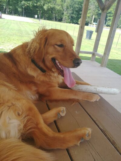 Austintown Bark Park - Austintown, OH