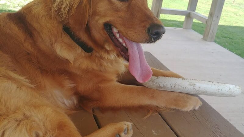 Austintown Bark Park - Austintown, OH