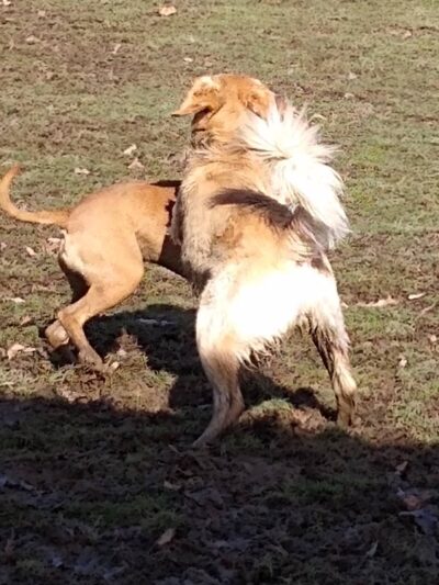 Austintown Bark Park - Austintown, OH
